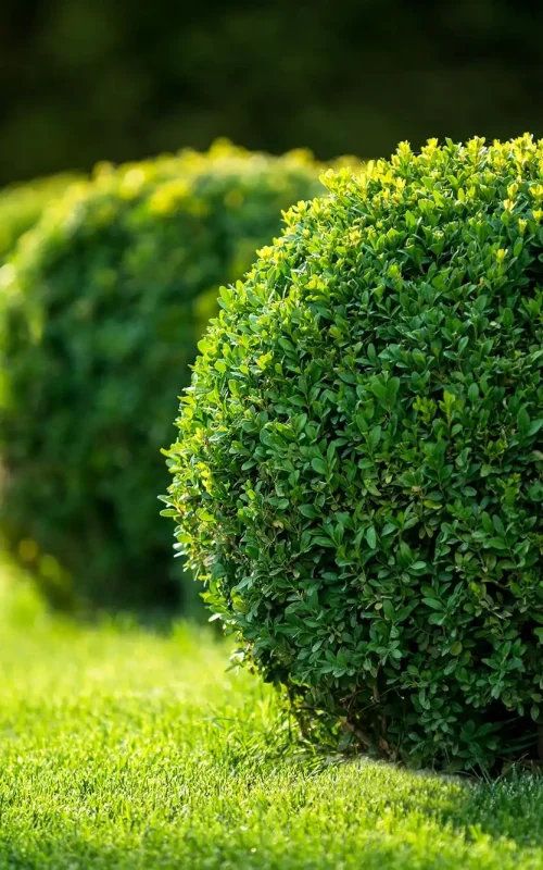 Tree & Shrub Care