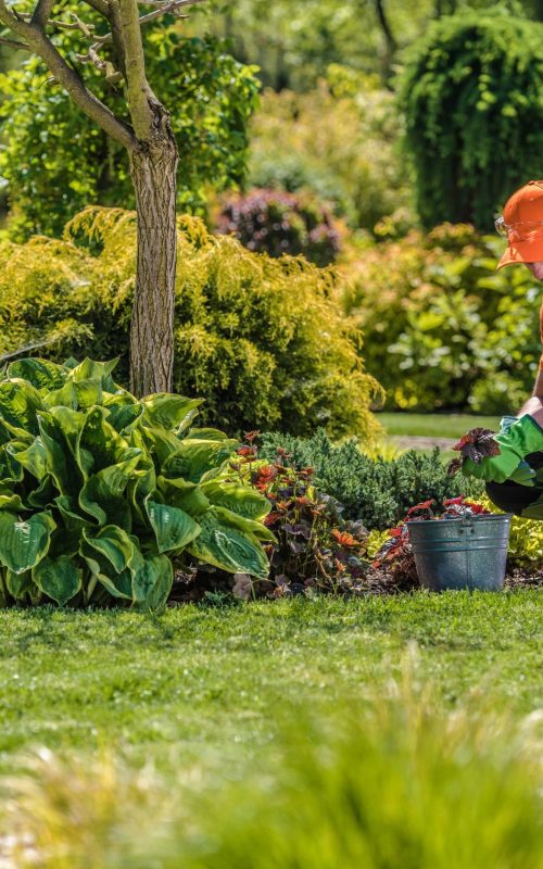 lawn care2